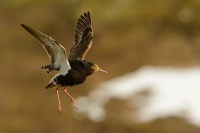 Jespak bojovny - Philomachus pugnax - Ruff 8160